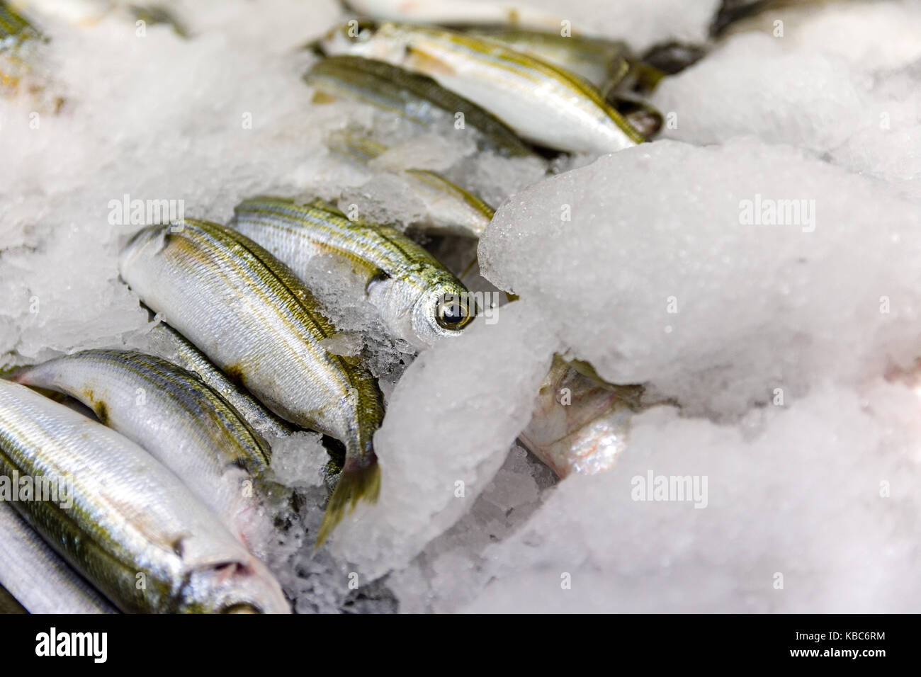 Close-up di appena catturati boga pesce o Boops boops per la vendita in greco mercato del pesce Foto Stock