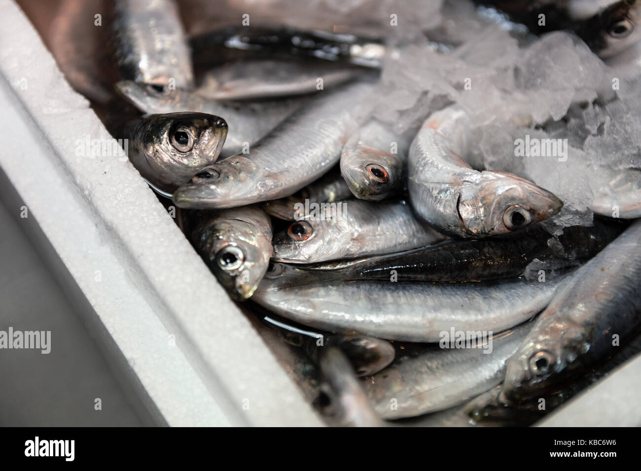 Close-up di ammassati appena pescato Sardina europea o sardina pilchardus con colore rosso ghiaccio schierate per la vendita in greco mercato del pesce Foto Stock