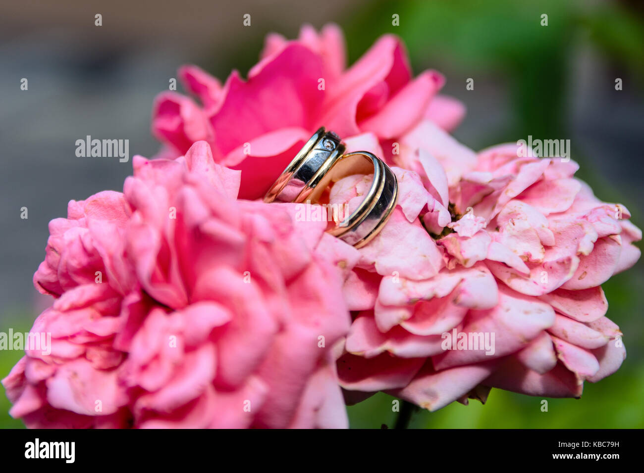 Close-up di due anelli di nozze su bellissime rose rosa Foto Stock