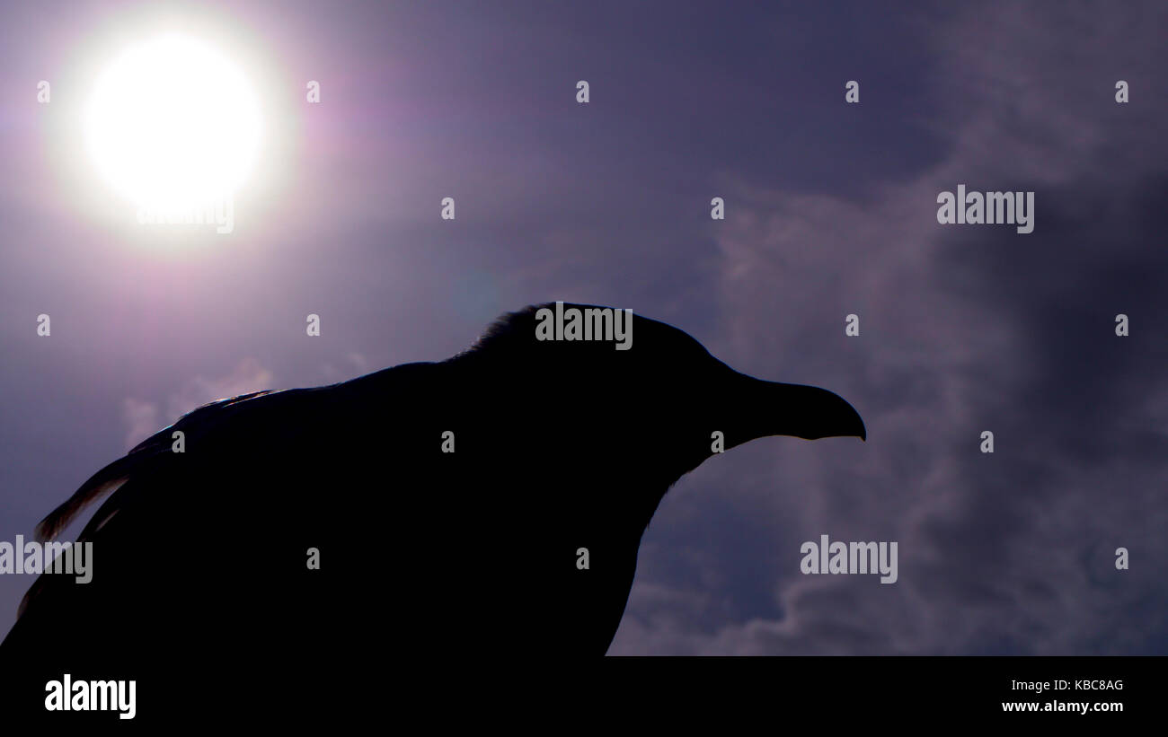 Seagull contro un basso sun, in silhouette su un pomeriggio nebuloso sky Foto Stock