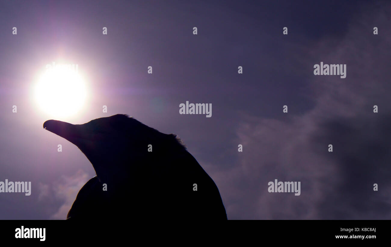Seagull contro un basso sun, in silhouette su un pomeriggio nebuloso sky Foto Stock