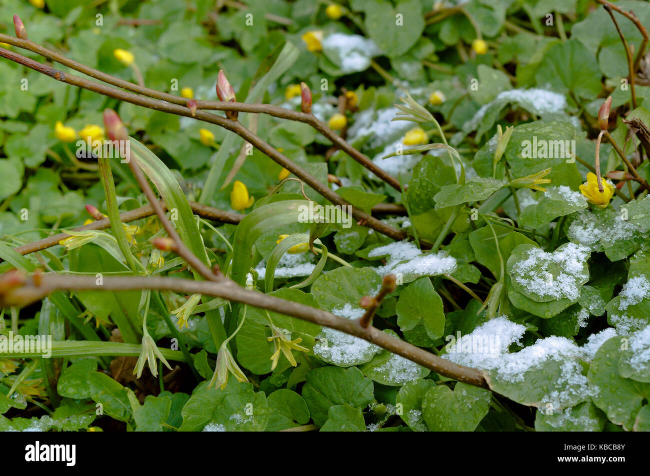 Piccoli fiori di sfondo in erba Foto Stock