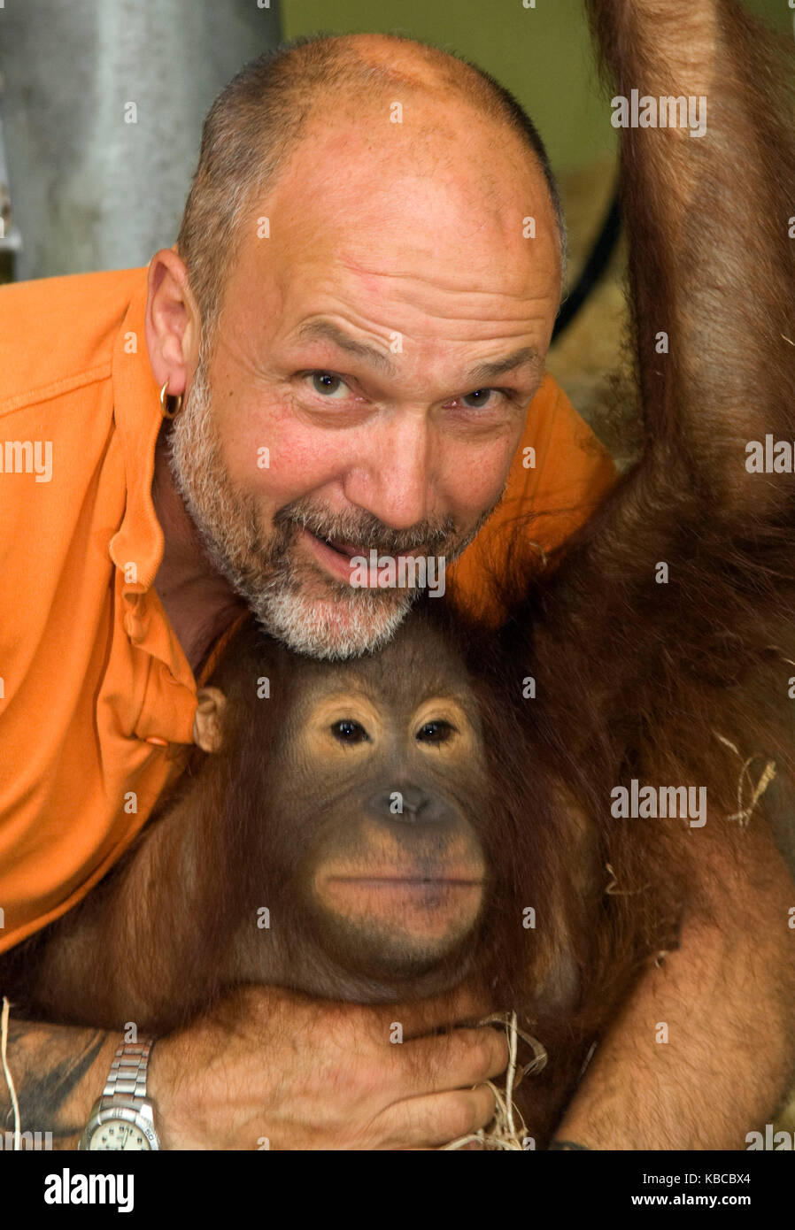 Jeremy keeling, co fondatore del mondo di scimmia in dorset, con una giovane orang utang, Foto Stock