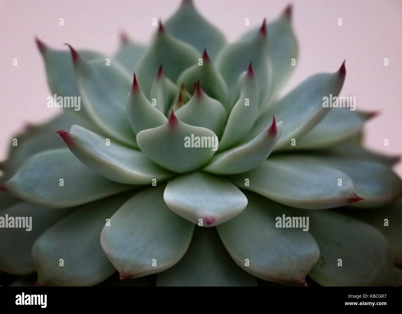Verde pallido macro succulenti girato con un bianco di massa posteriore Foto Stock