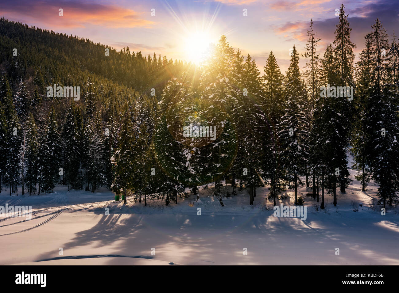 Tramonto in inverno bosco di abete rosso. Uno splendido scenario con il cielo rossastro Foto Stock