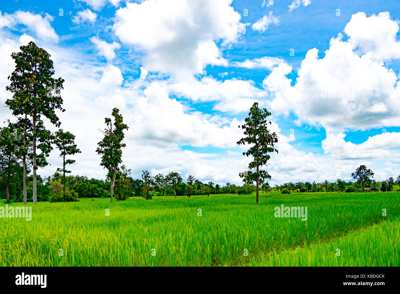Campo di riso e albero con il cielo blu e nuvole nel nord-est della Thailandia Foto Stock