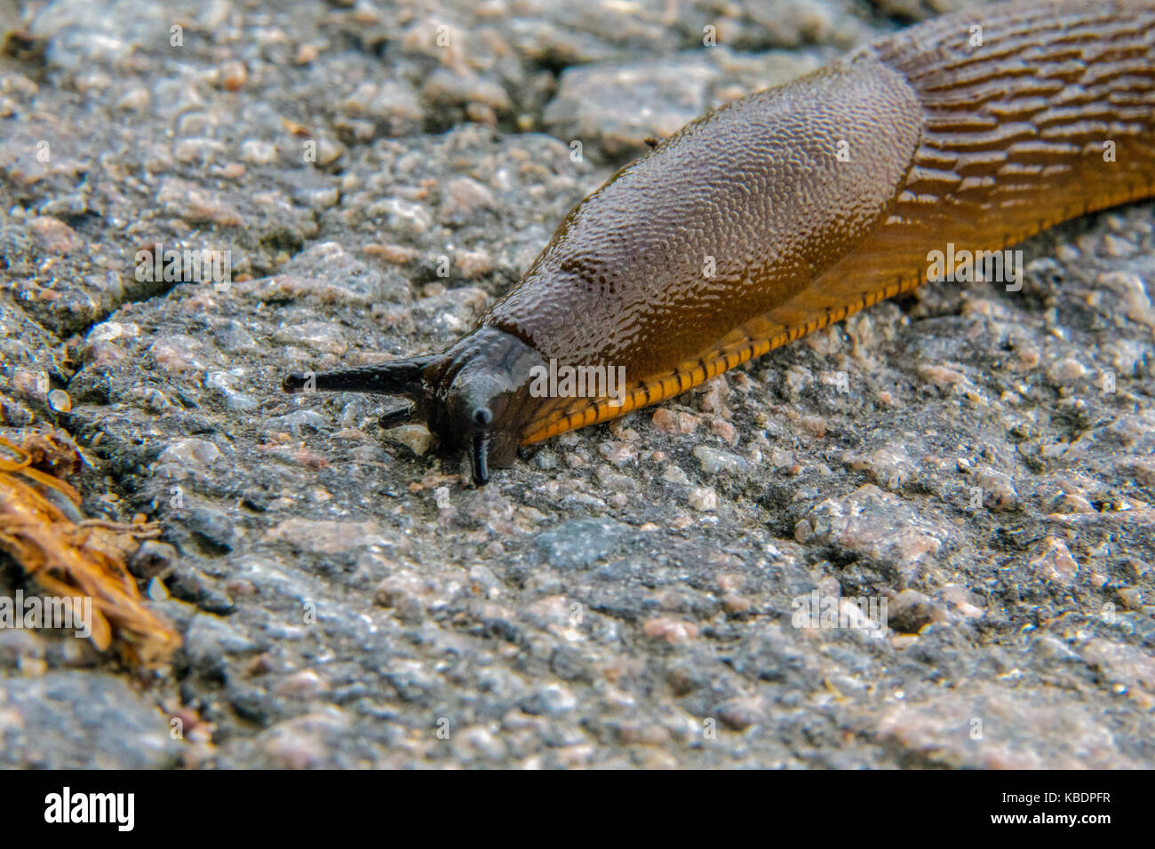 Slug spagnolo su una strada Foto Stock