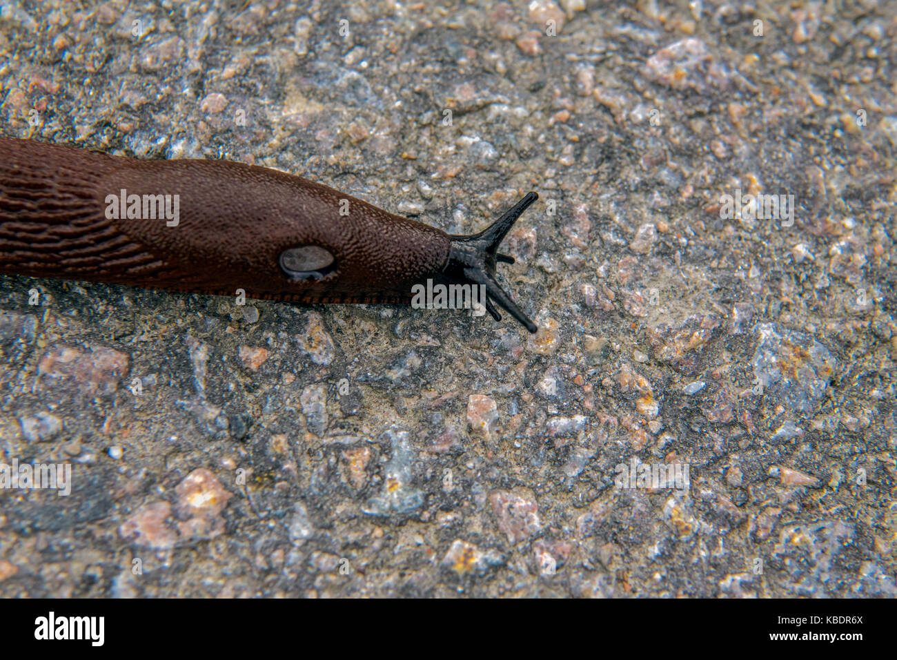 Slug spagnolo su una strada Foto Stock