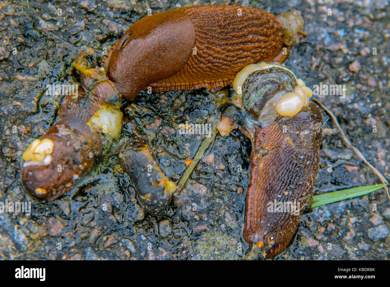 Slug spagnolo su una strada Foto Stock