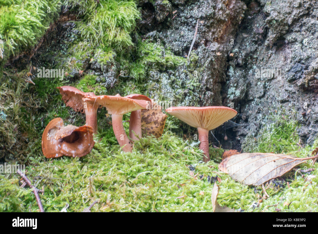 Fungo marrone in autunno Foto Stock