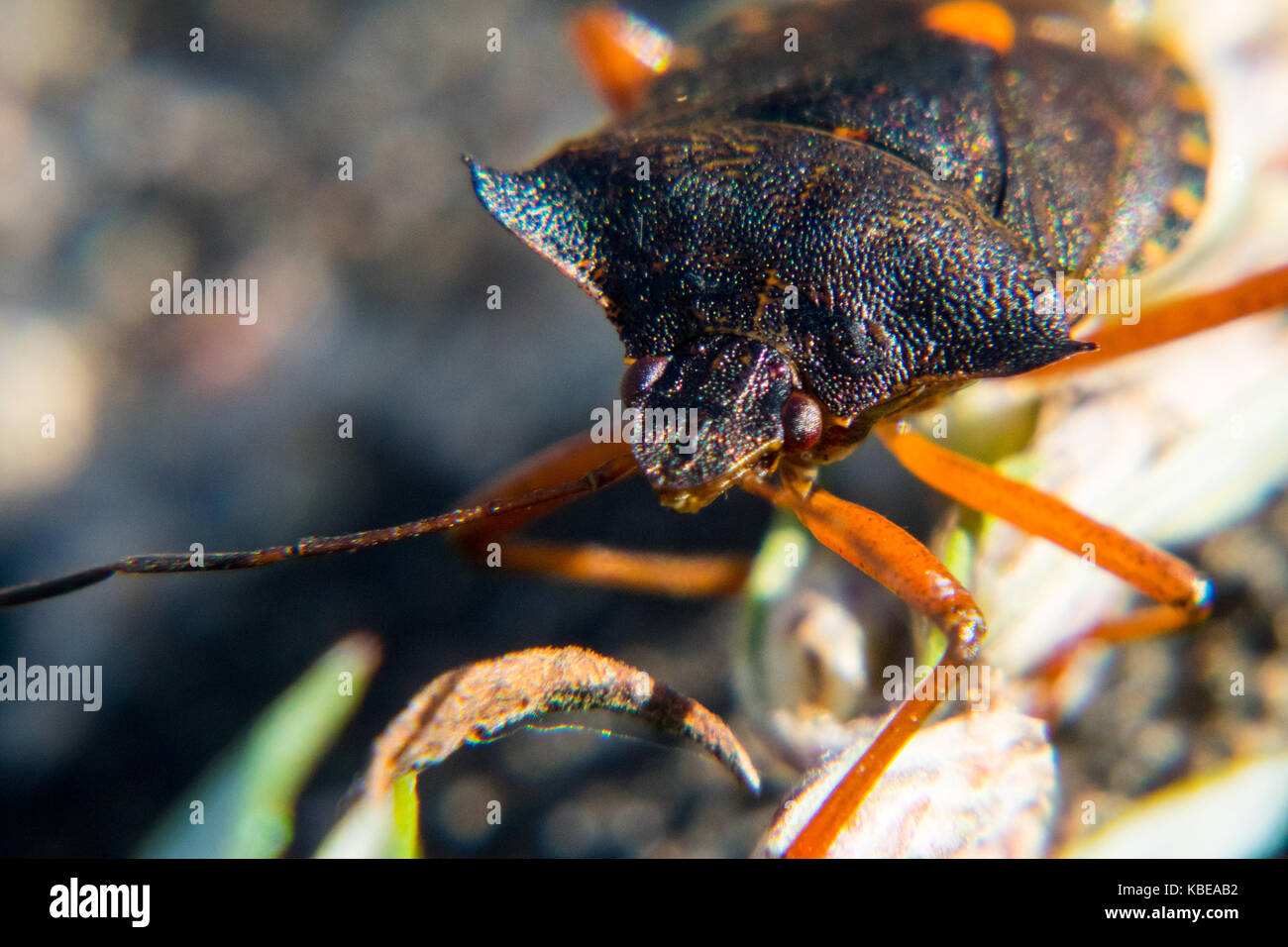 Red-gambe fino shieldbug vicino Foto Stock