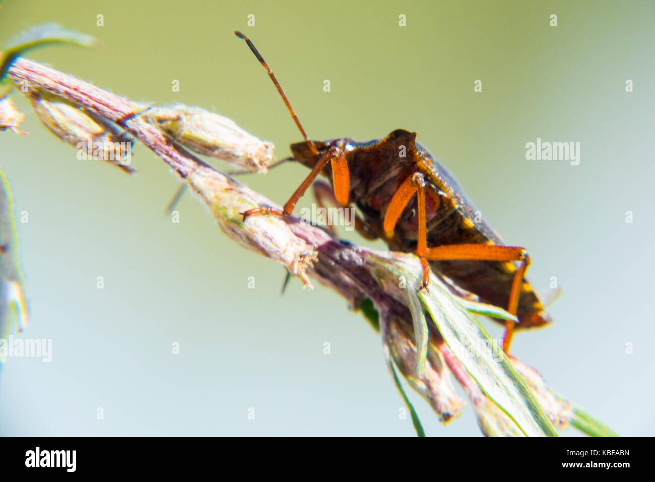Red-gambe fino shieldbug vicino Foto Stock