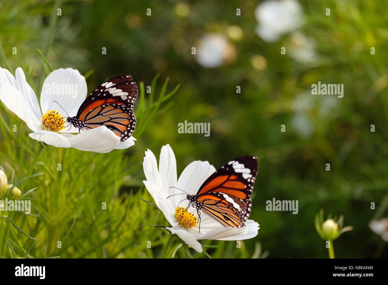 Twin butterfly succhiare il nettare dal cosmo bianco fiori, selezionare una messa a fuoco e sfondo sfocato con spazio per la scrittura. Foto Stock