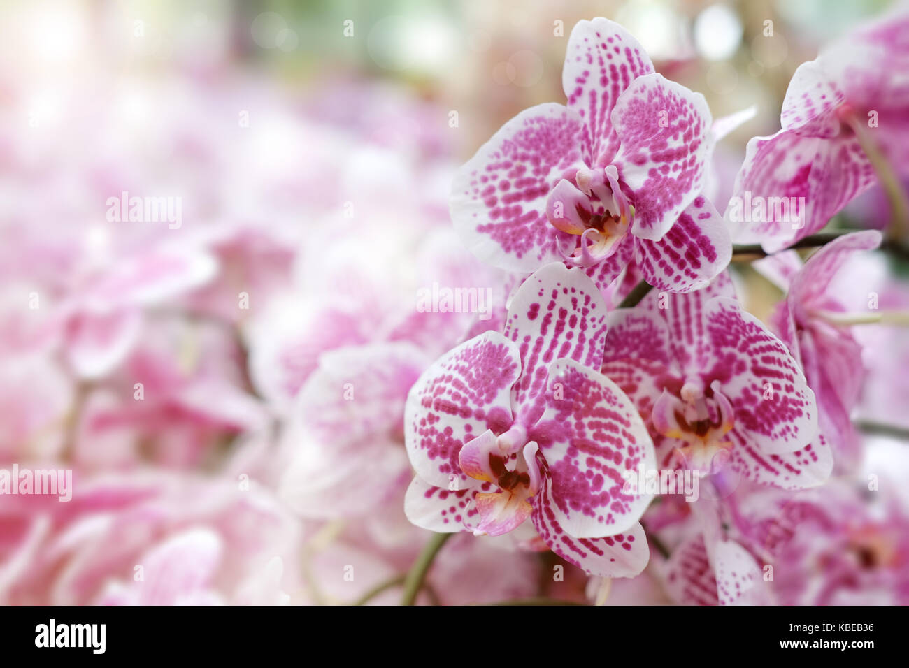 Bellissimi fiori di orchidea con sfondo naturale, selezionare la messa a fuoco e la sfocatura, rendere lens flare. Foto Stock