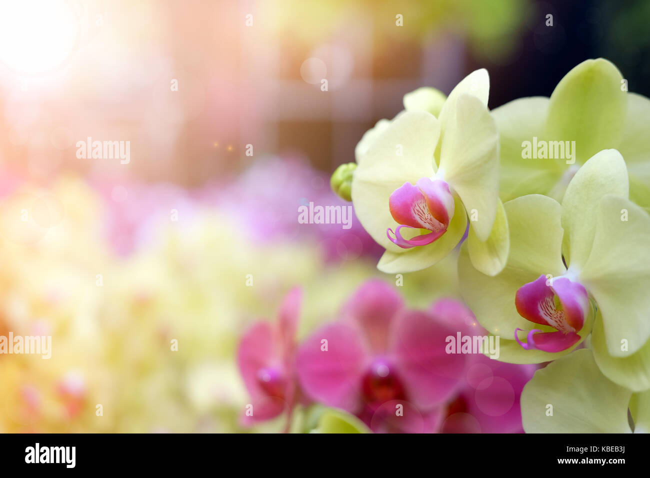 Bellissimi fiori di orchidea nel sole di mattina con sfondo naturale, selezionare la messa a fuoco e la sfocatura, rendere lens flare. Foto Stock