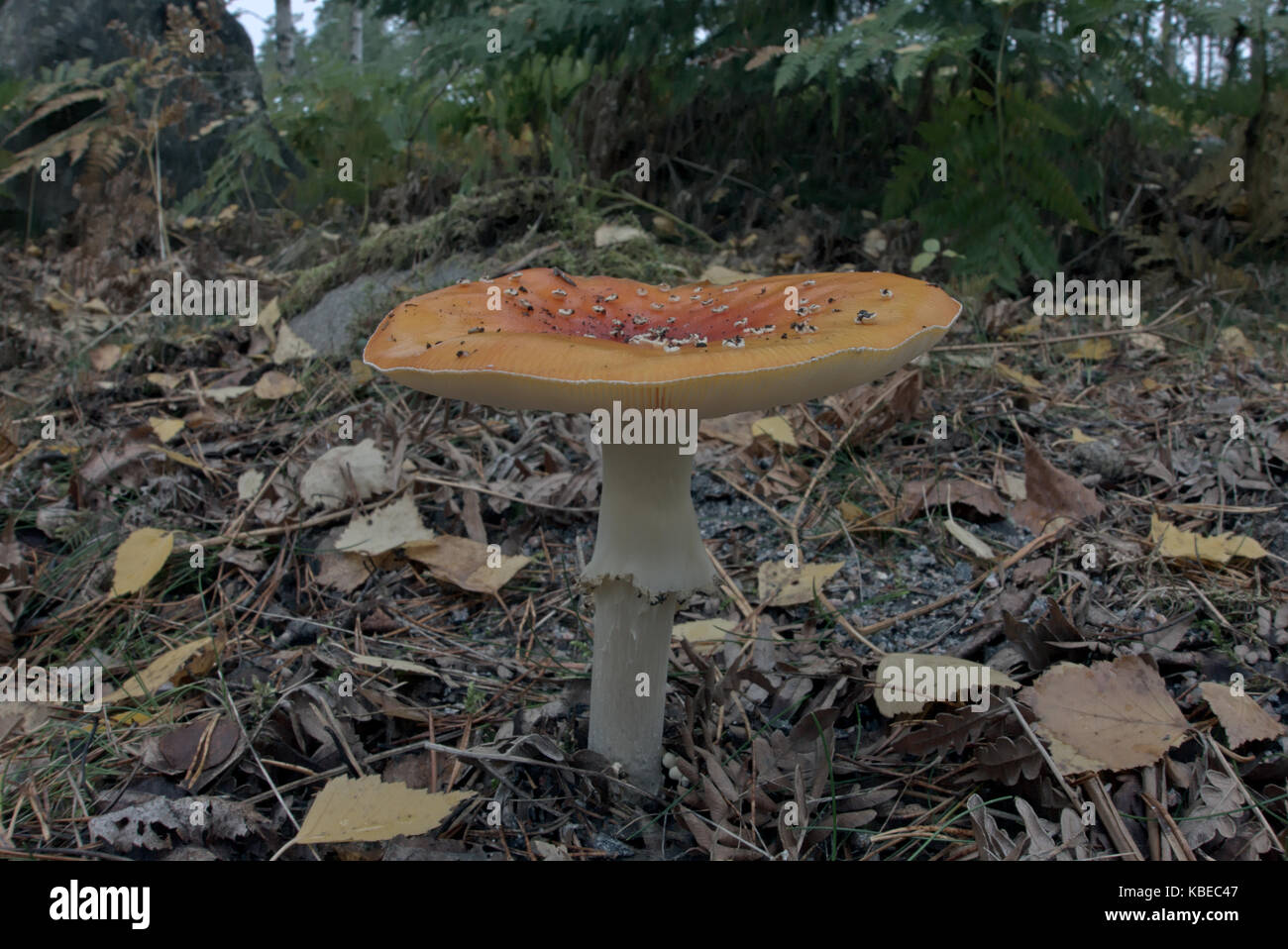 Marrone fungo rosso in autunno Foto Stock