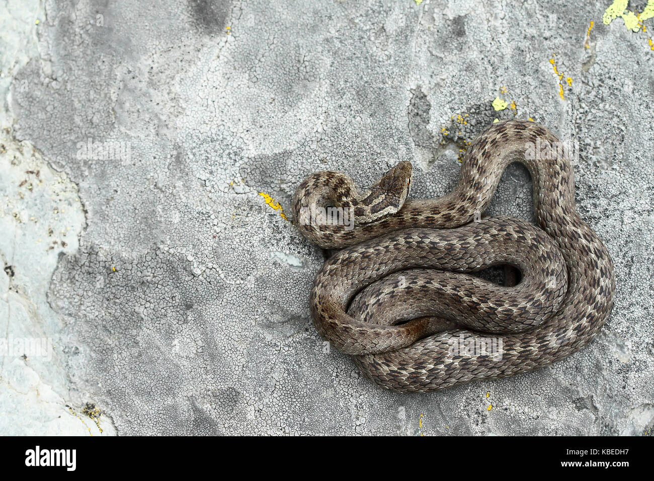 Colubro Liscio Coronella Austriaca Vista Superiore Foto Stock Alamy