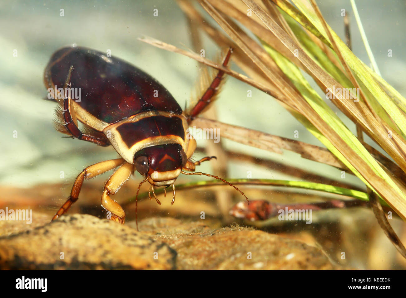 Grande diving beetle (dytiscus marginalis) Foto Stock