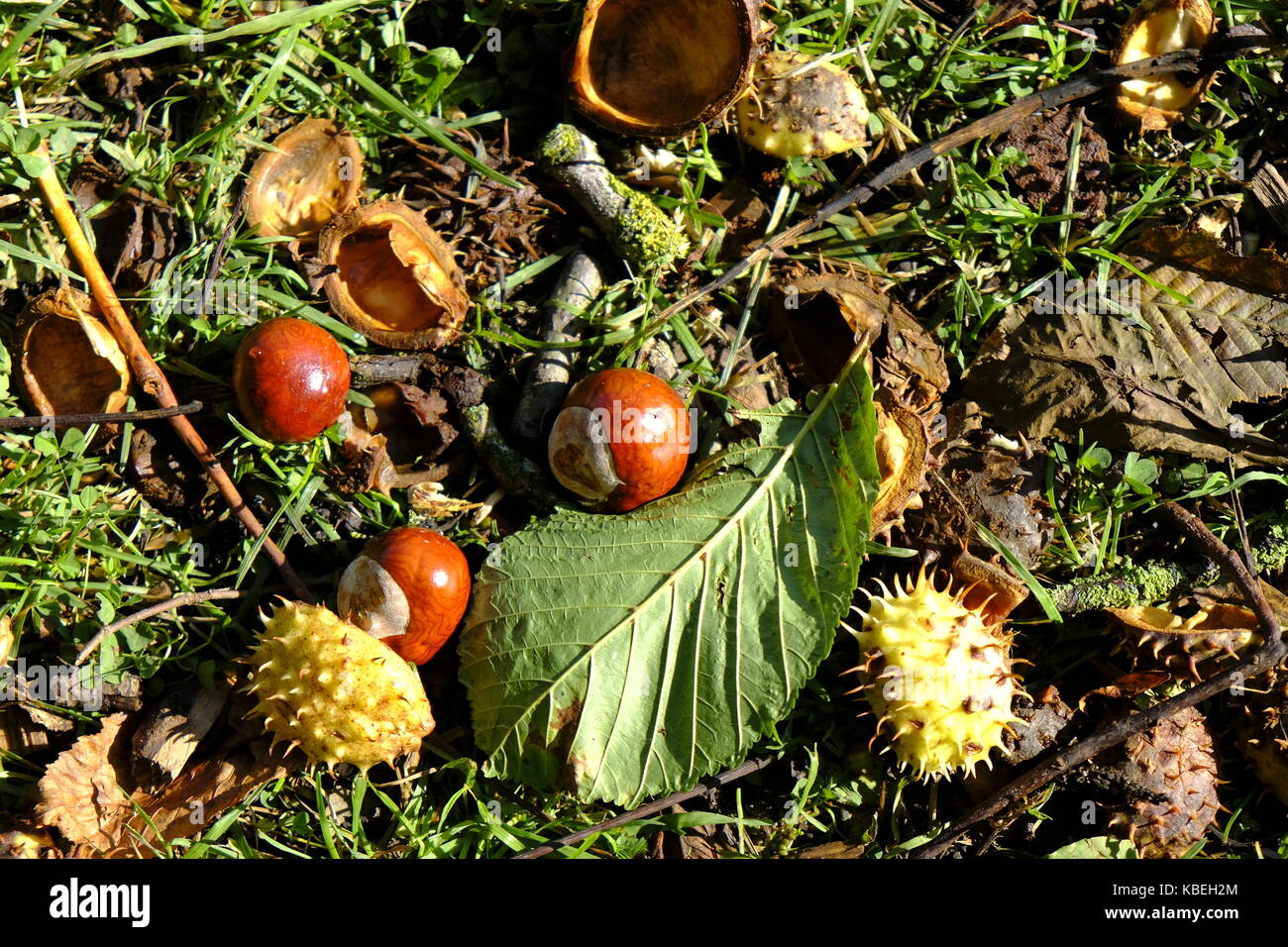 Ippocastano (Aesculus hippocastanum) Tree Foto Stock