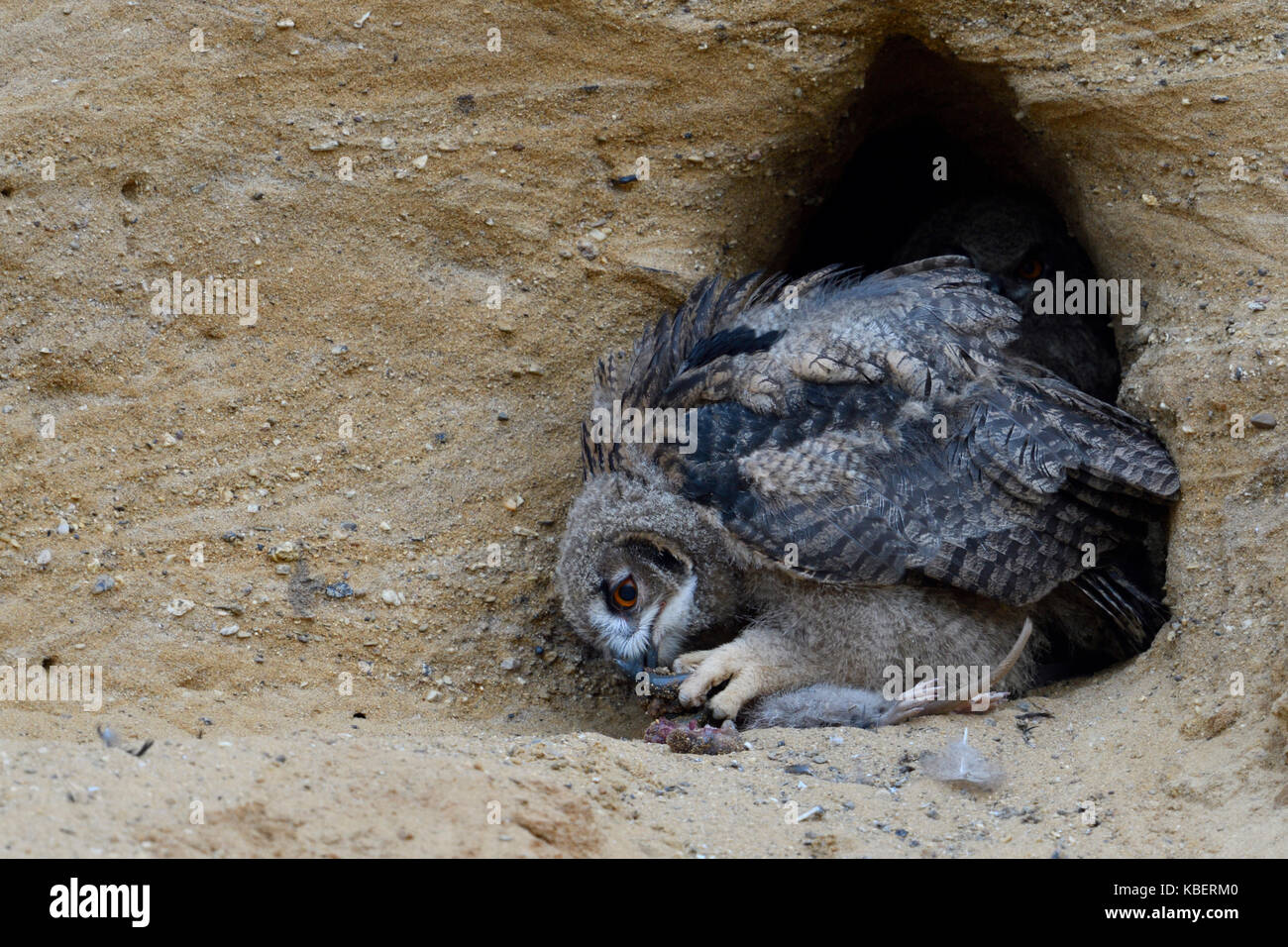 Gufo reale / europaeischer uhu ( Bubo bubo ), chick al sito di nidificazione, alimentazione sulla preda ( nutria ), la fauna selvatica, l'Europa. Foto Stock