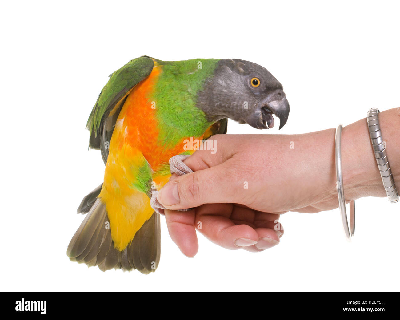Senegal parrot davanti a uno sfondo bianco Foto Stock