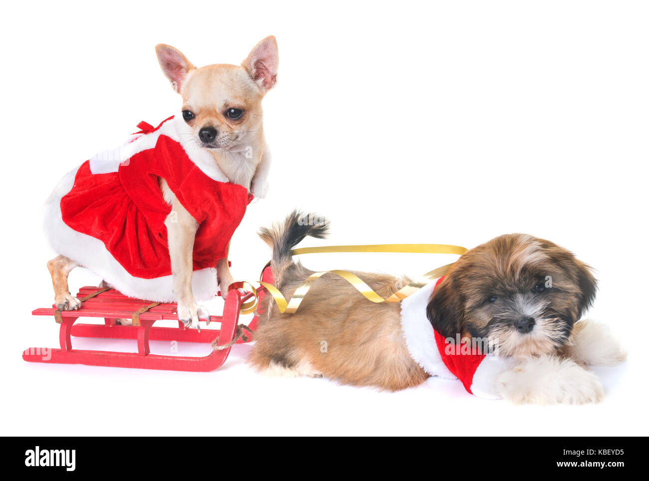Cani e decorazione di Natale di fronte a uno sfondo bianco Foto Stock