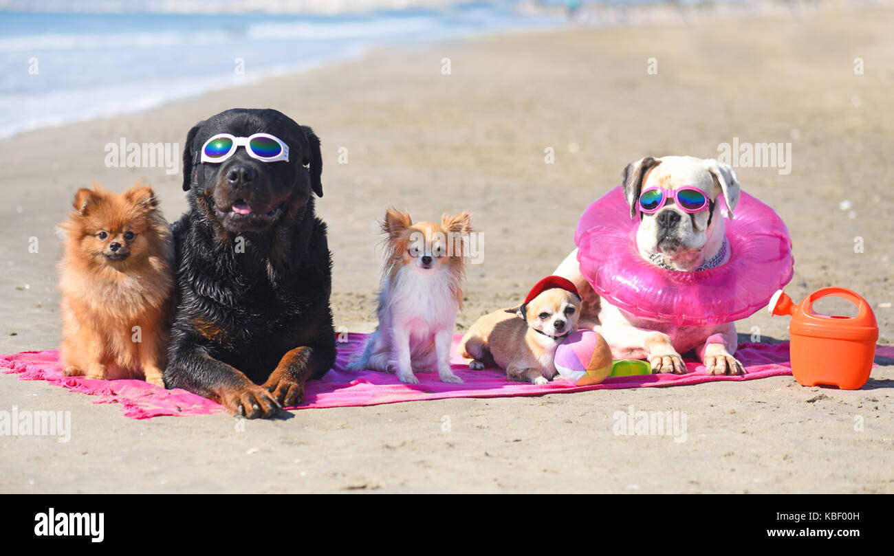 Gruppo di cani stabilite sulla spiaggia Foto Stock