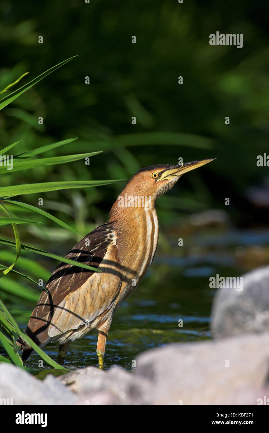 Tarabusino, comune tarabusino, Ixobrychus minutus, trampolieri nella famiglia di airone Foto Stock