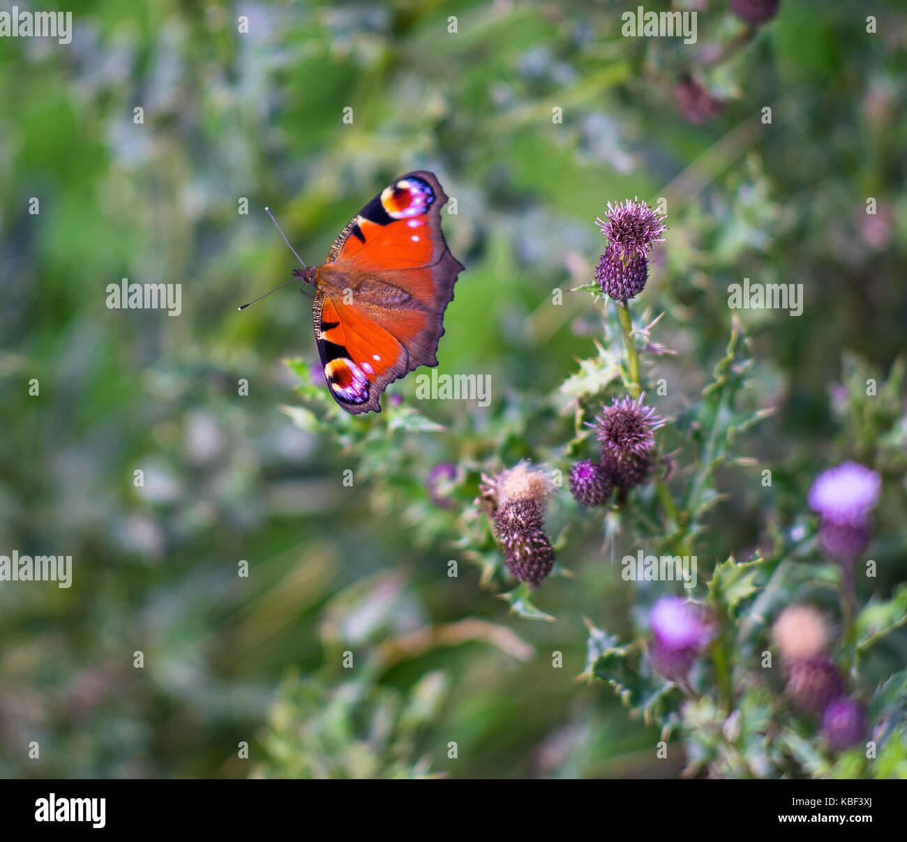 Unione farfalla pavone Foto Stock