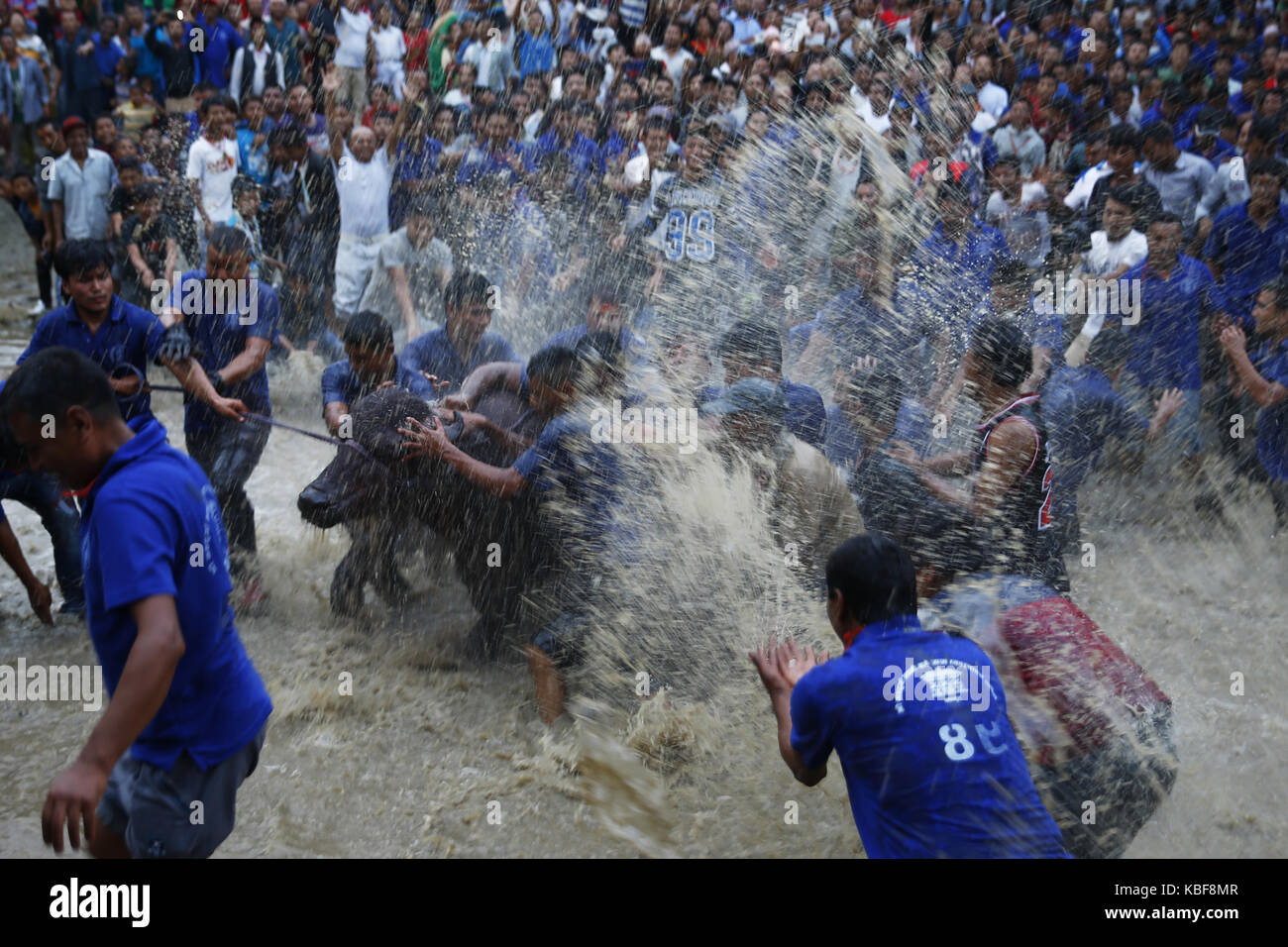 Bhaktapur, Nepal. 29Sep, 2017. devoti nepalese trascina un bufalo sulle rive di un fiume prima di un rito sacrificale durante nawami, che cade il nono giorno di quindici giorni, lungo l induismo il più grande festival religioso di dashain in bhaktapur, Nepal il venerdì, 29 settembre 2017. dashain è la più lunga e la più promettente festival nel calendario nepalese, celebrata in tutta la nazione e il mondo dal popolo nepalese. Credito: skanda gautam/zuma filo/alamy live news Foto Stock