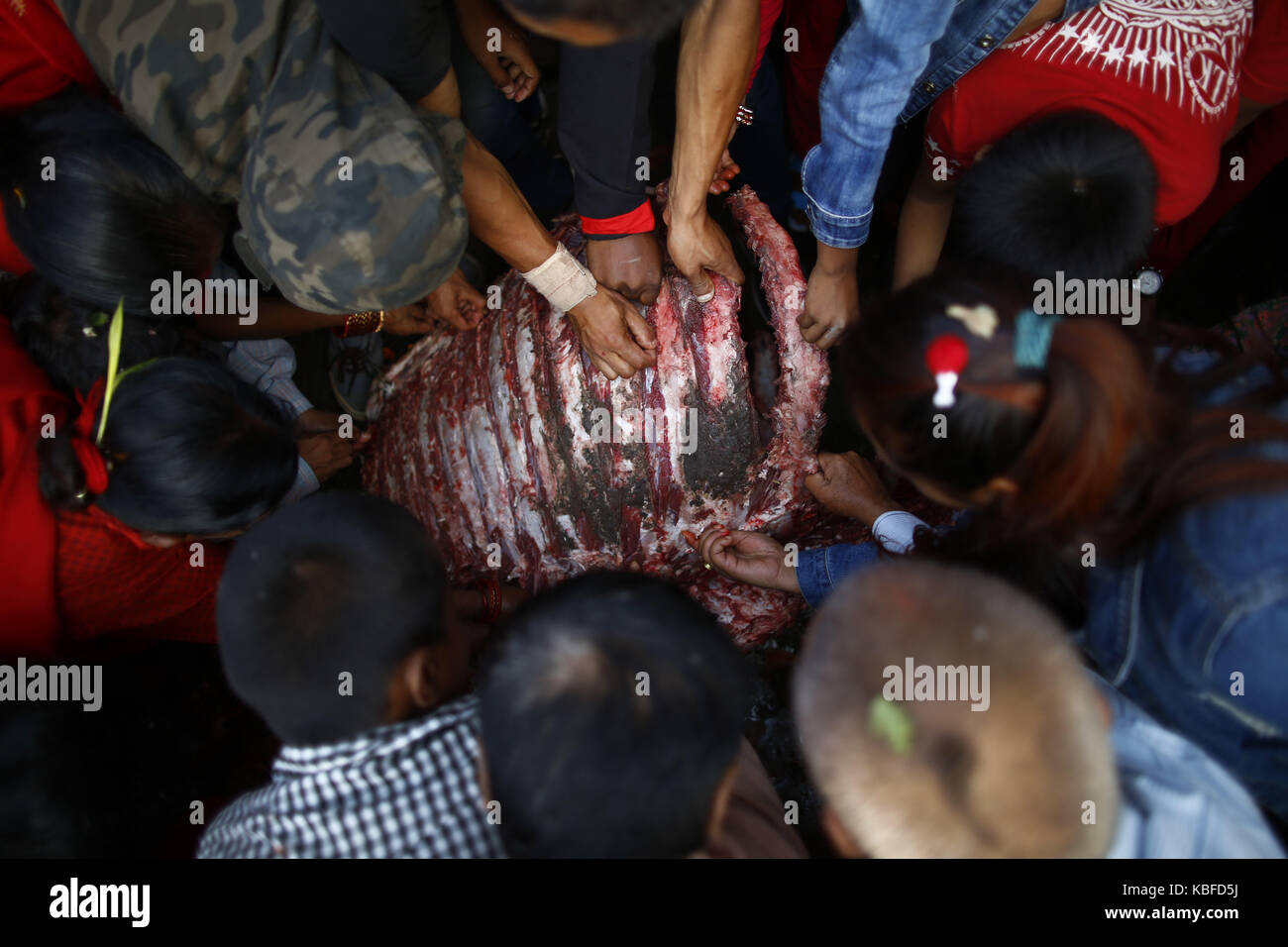 Bhaktapur, Nepal. Trentesimo Sep, 2017. devoti nepalese strappare la carne di bufalo sacrificati carcassa durante durga puja, che cade il decimo giorno di quindici giorni, lungo l induismo il più grande festival religioso di dashain in bhaktapur, Nepal, sabato 30 settembre, 2017. dashain è la più lunga e la più promettente festival nel calendario nepalese, celebrata in tutta la nazione e il mondo dal popolo nepalese. Credito: skanda gautam/zuma filo/alamy live news Foto Stock