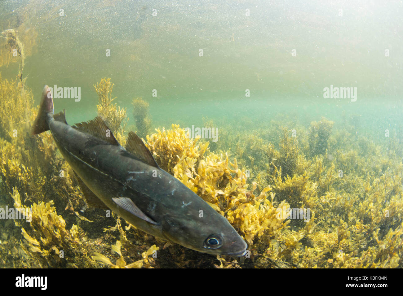 Pollock underwater Foto Stock