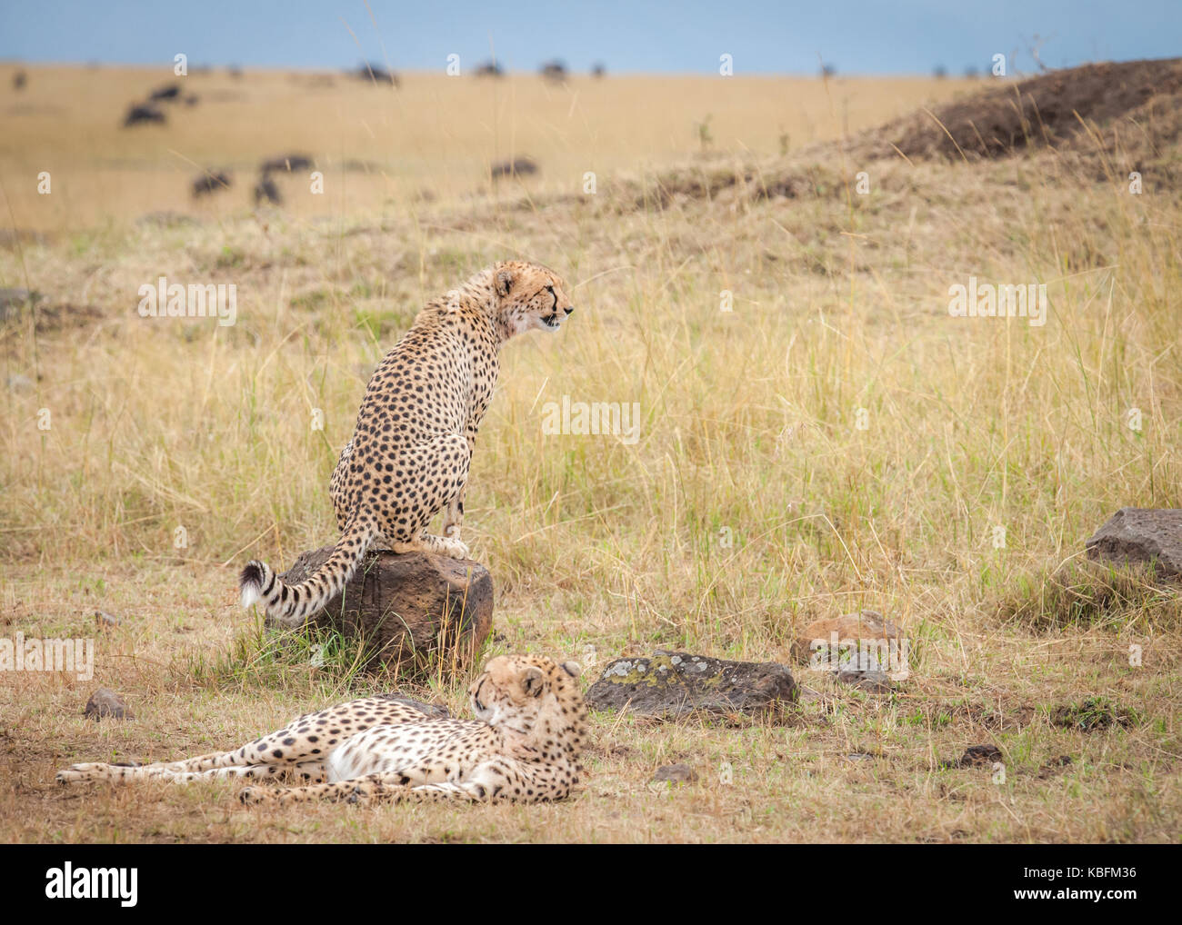 Coalizione di ghepardi nella savana guardando la migrazione di GNU, il Masai Mara, Kenya Foto Stock