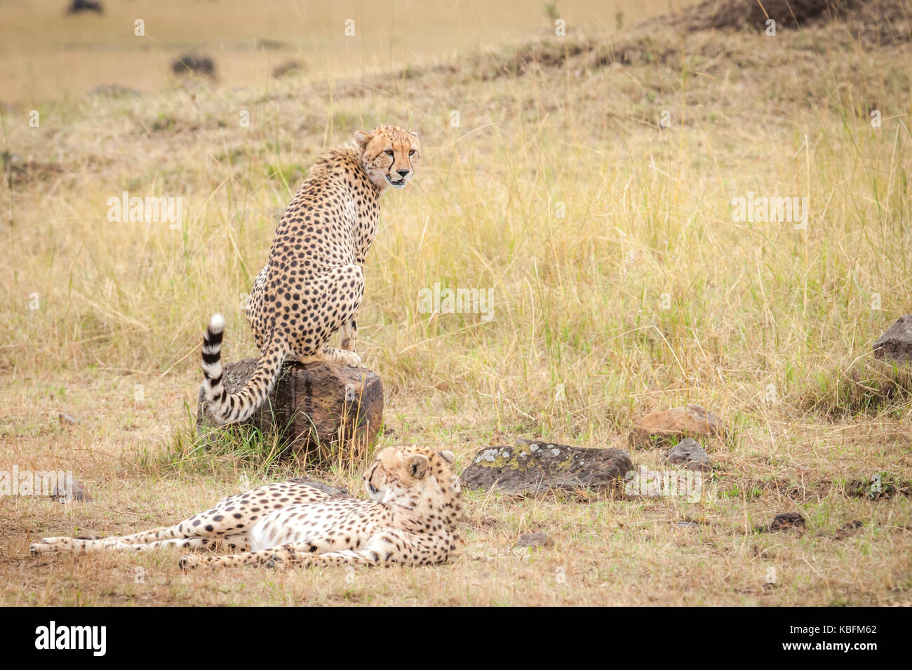 Coalizione di ghepardi nella savana guardando la migrazione di GNU, il Masai Mara, Kenya Foto Stock