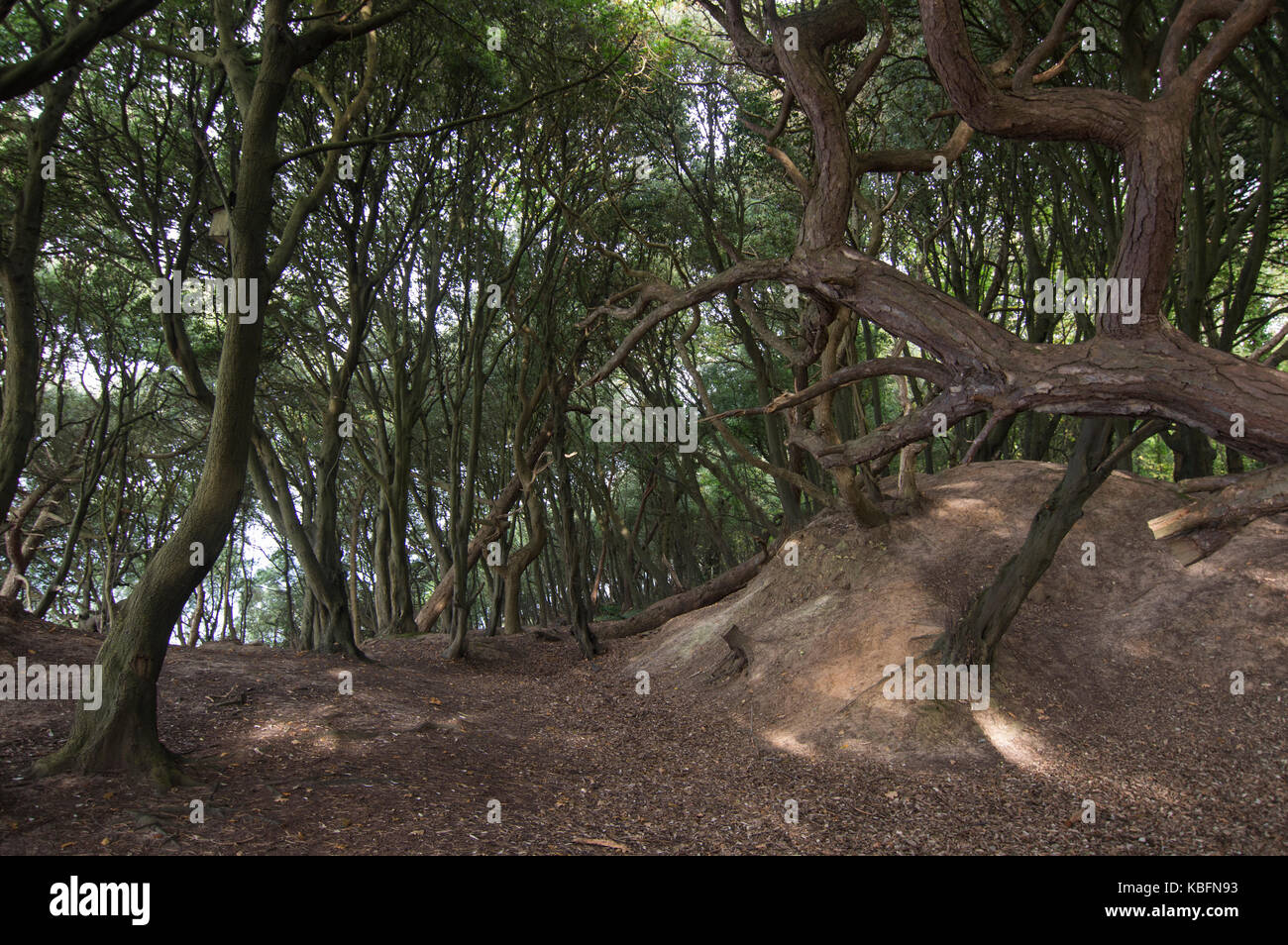 Soleggiato ritorto costiere boschi causato dalla frana, fort victoria country park, Isle of Wight. presi in autunno - foto Foto Stock