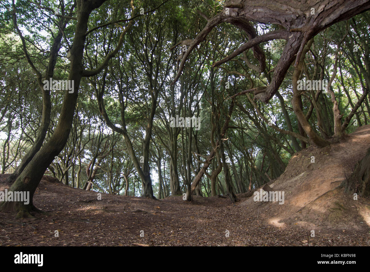 Soleggiato ritorto costiere boschi causato dalla frana, fort victoria country park, Isle of Wight. presi in autunno - foto Foto Stock