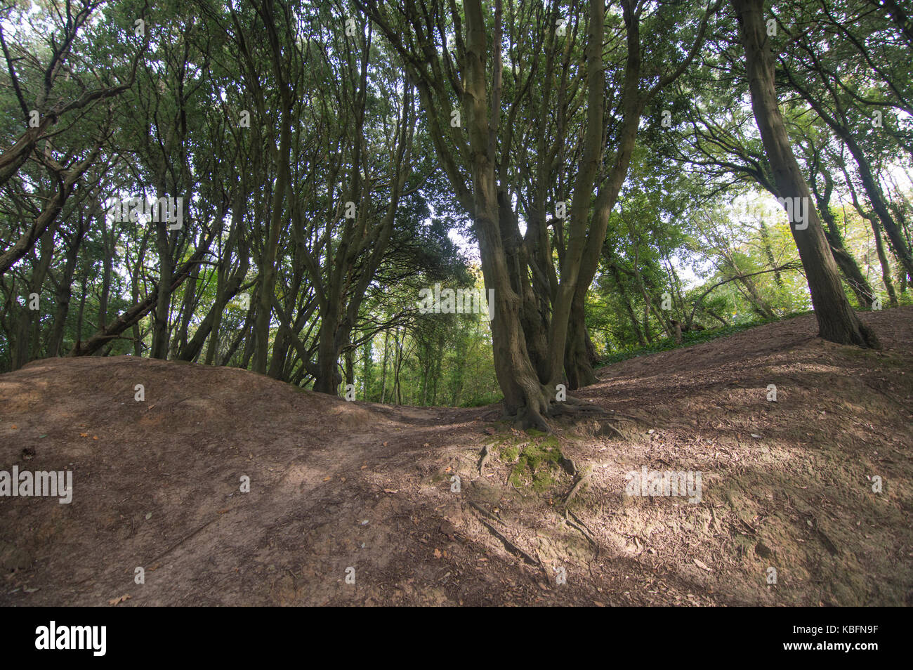 Soleggiato ritorto costiere boschi causato dalla frana, fort victoria country park, Isle of Wight. presi in autunno - foto Foto Stock