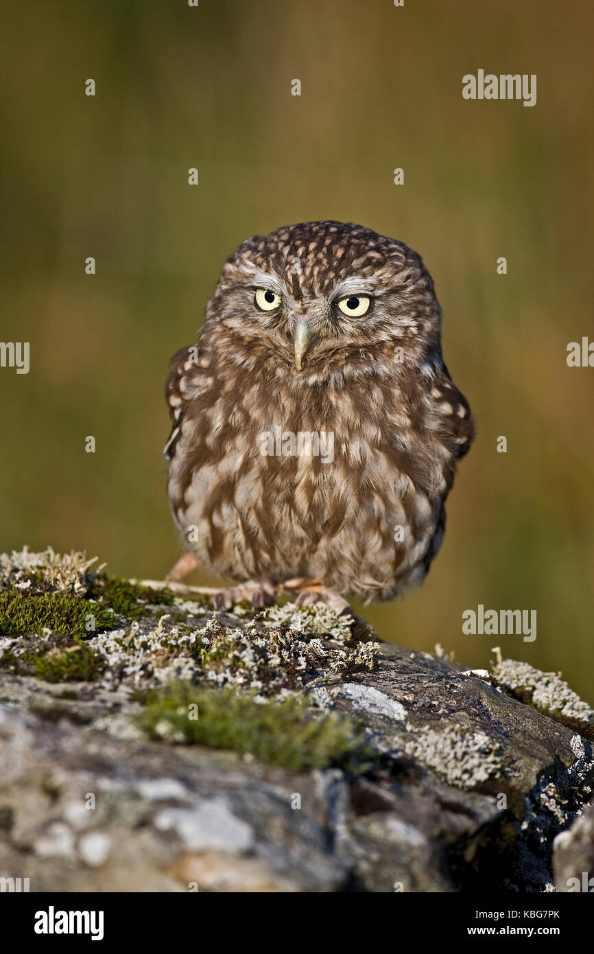 Un captive Piccolo gufo appollaiato su un lichene pietra coperta Foto Stock