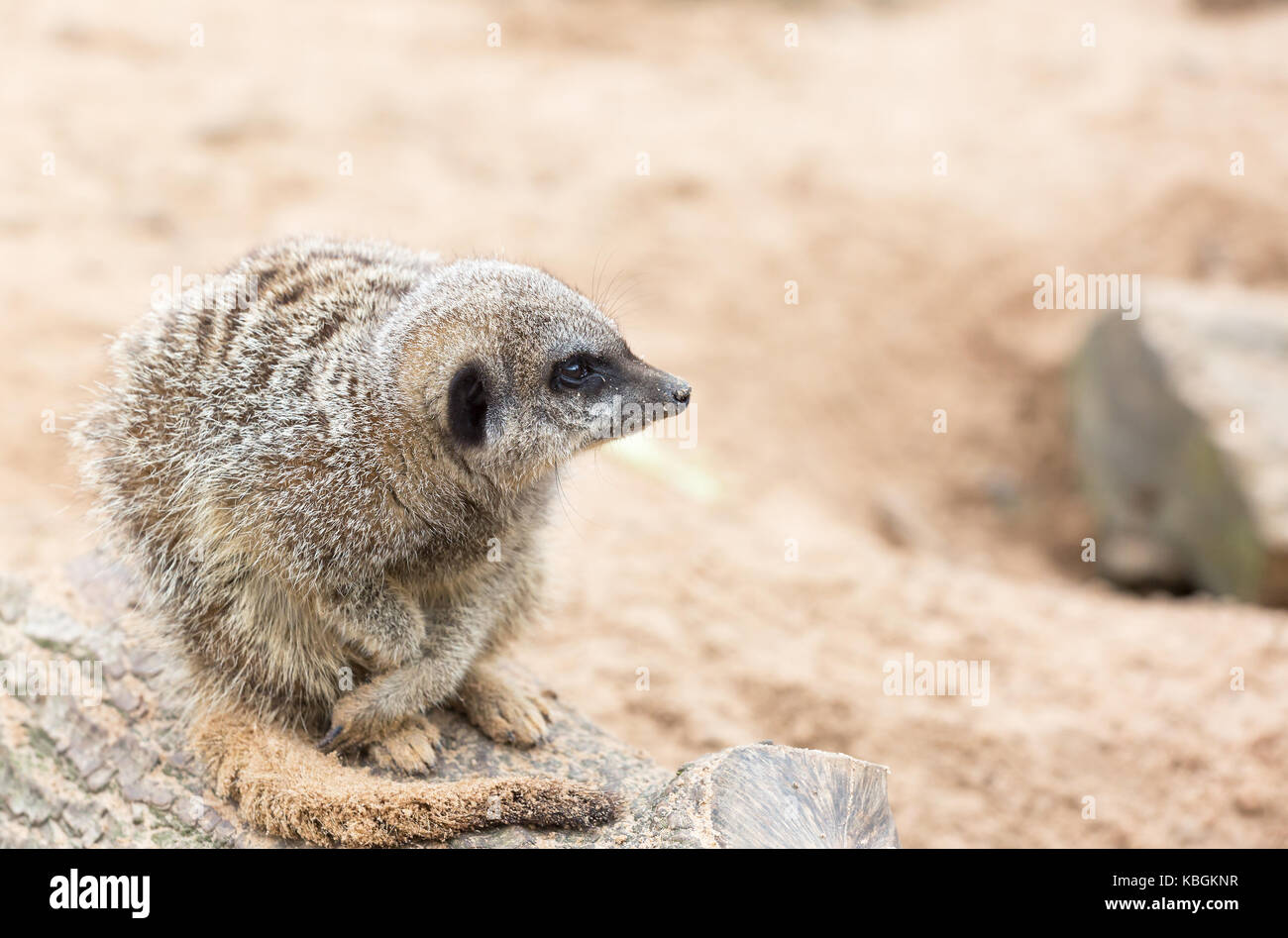 Meerkat seduto su una roccia Foto Stock