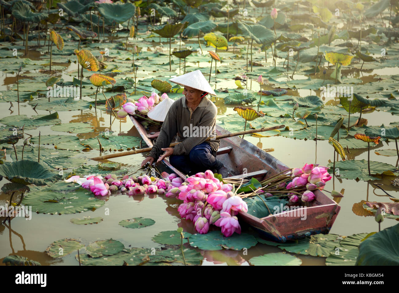 Thailandia raccolto le donne fiore di loto sul lago Foto Stock