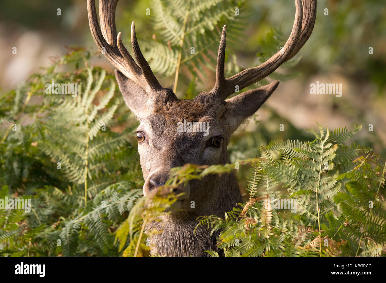 Primo piano dettagliato della testa del cervo rosso britannico con le formelle (Cervus elaphus) nascoste in sottobosco. Fauna selvatica naturale britannica. Foto Stock