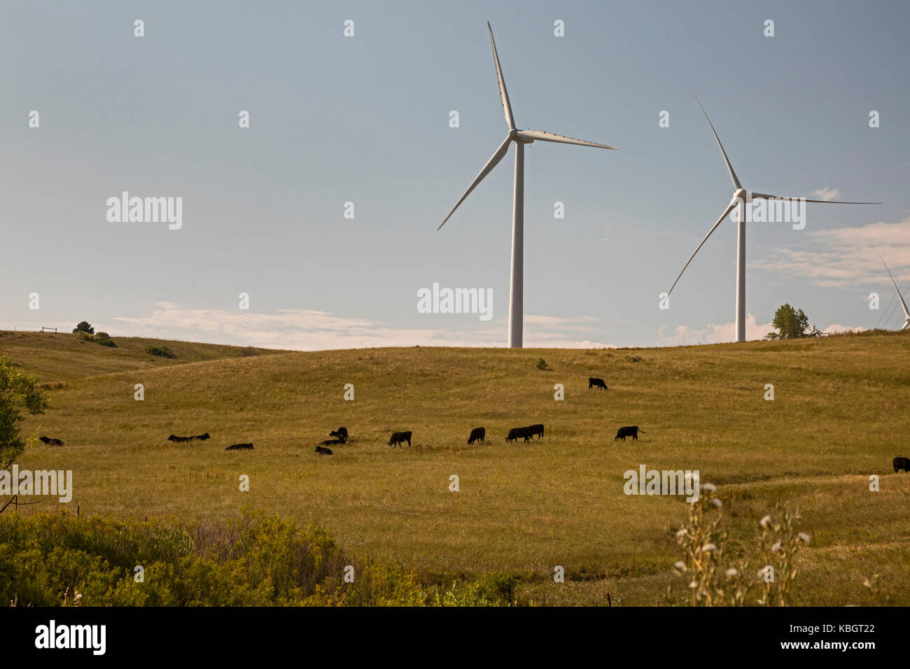 Boulder, Colorado - ricerca le turbine a vento nei pressi di bestiame al pascolo a livello nazionale delle energie rinnovabili del laboratorio wind technology center, un gruppo di stati uniti Foto Stock