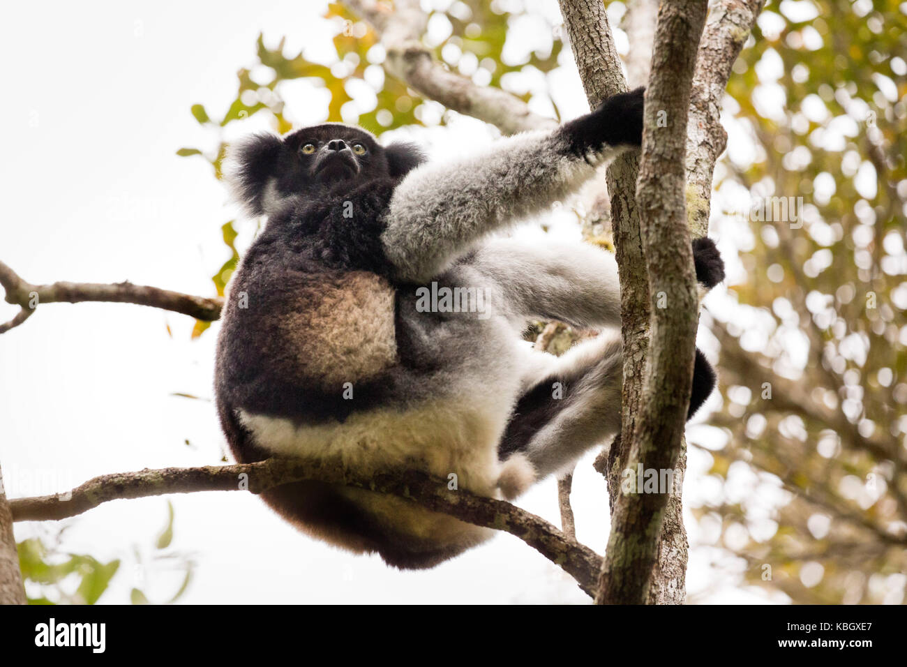 Africa, Madgascar, Andasibe Mantadia National Park, selvatici (Indri Indri Indri Indri), il più grande del mondo lemur seduta nella struttura ad albero, femmina con il bambino Foto Stock