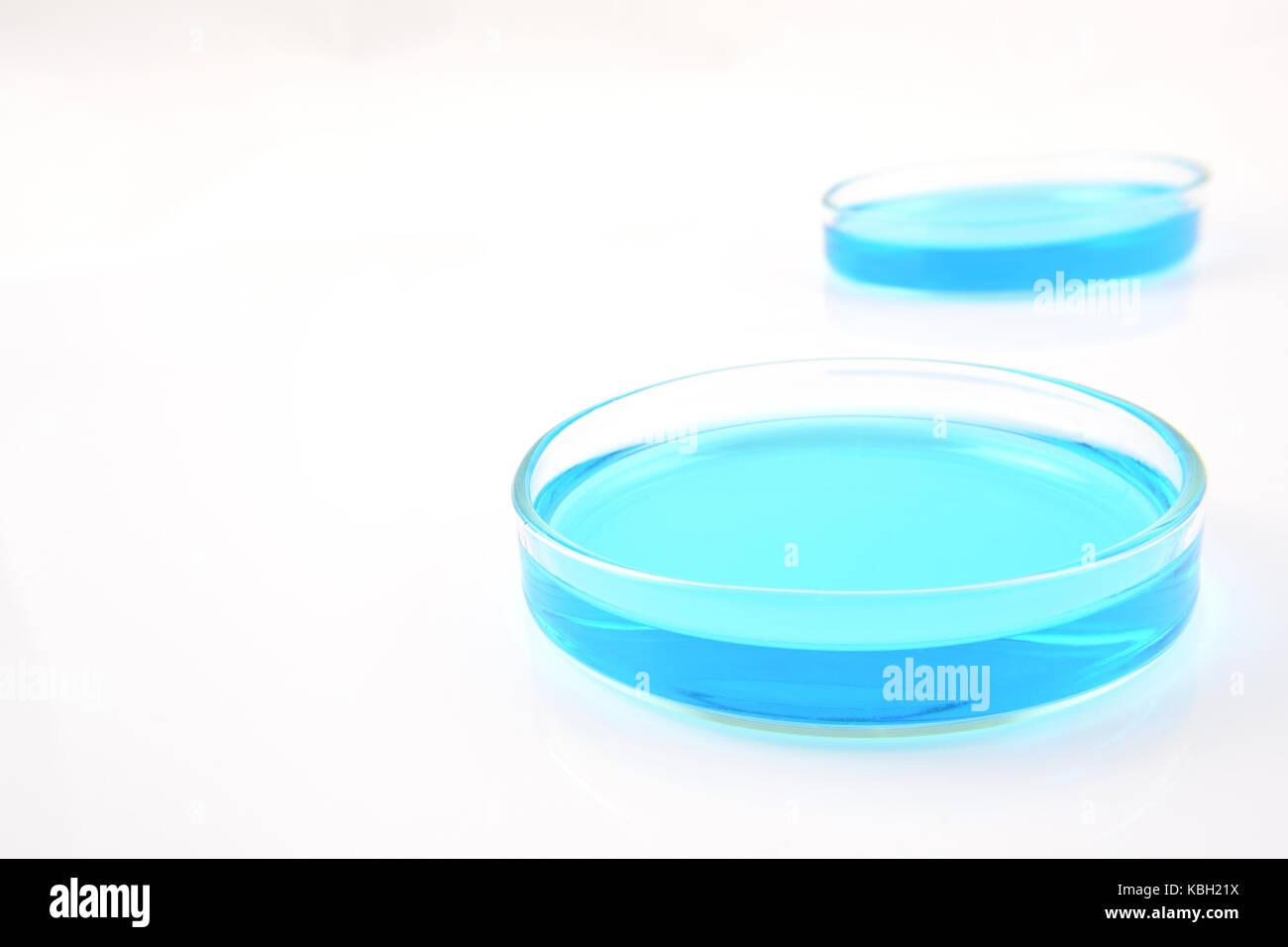 Piastre di Petri di soluzione di solfato di rame isolato su sfondo bianco Foto Stock