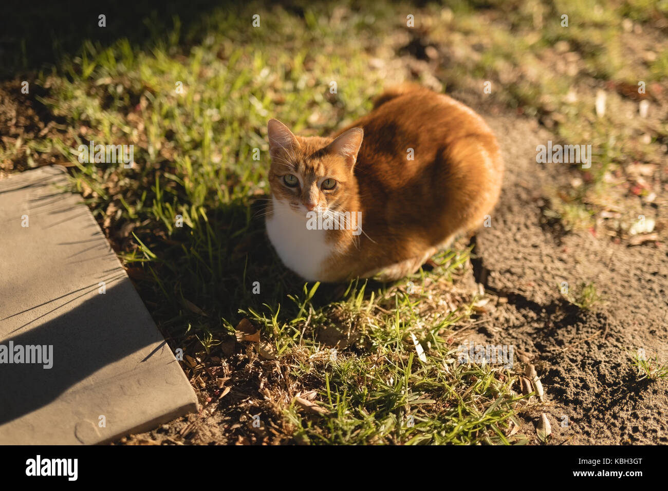 Gatto seduto sul prato in una giornata di sole Foto Stock
