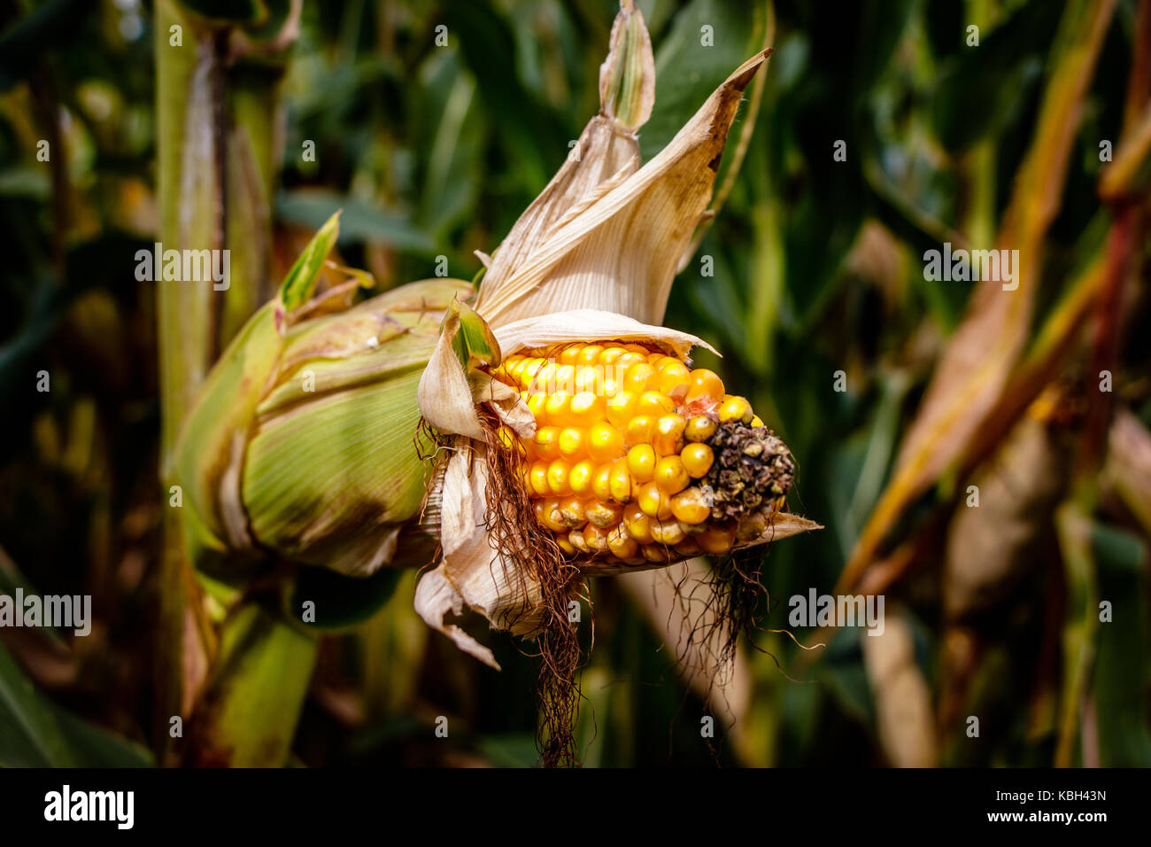 Un labirinto di mais o granturco labirinto è un labirinto tagliare al di fuori di un campo di mais. Il primo labirinto di mais è stata in annville, Pennsylvania. dedali di grano sono diventati popolari mete Foto Stock