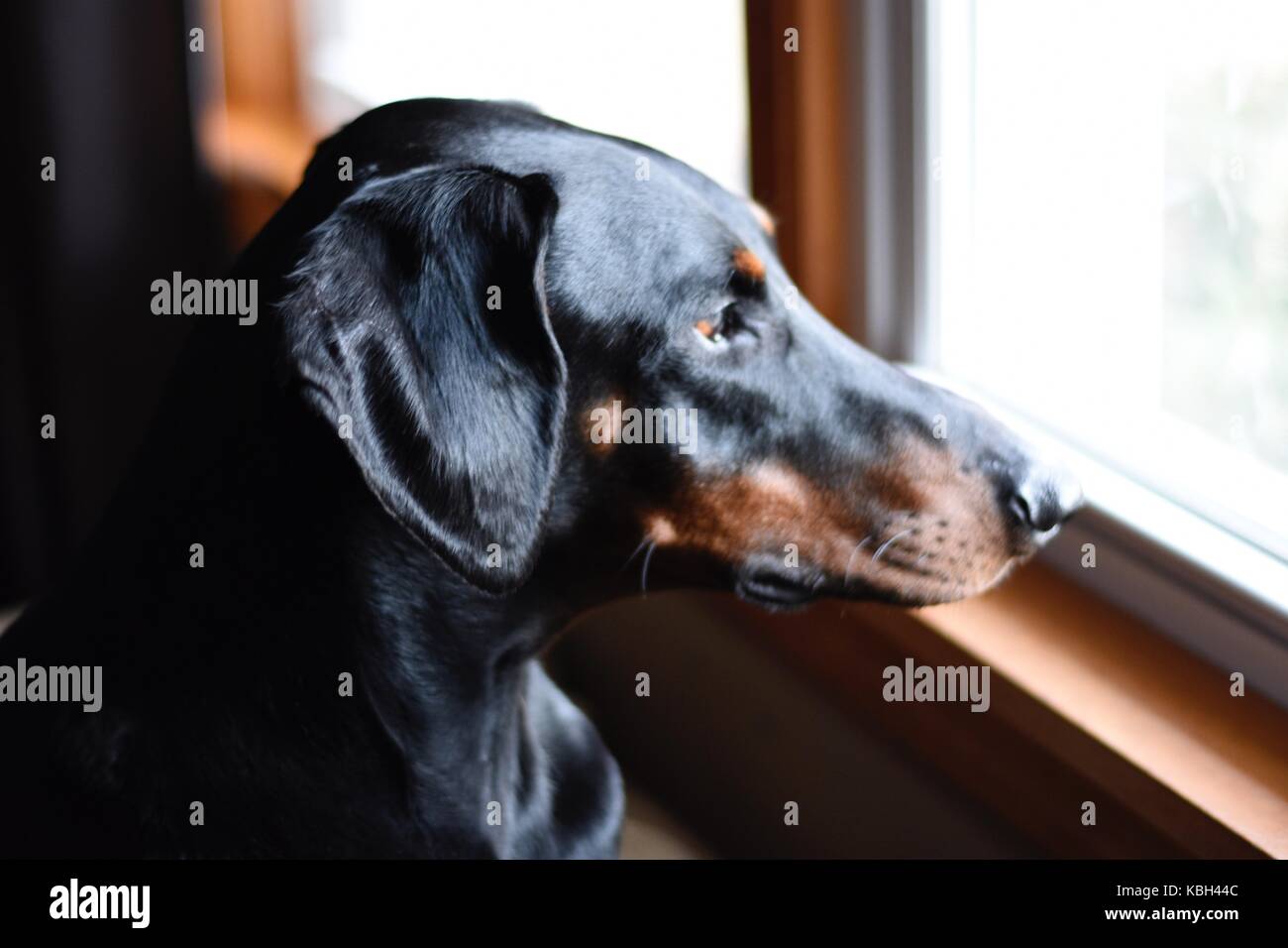 5 yr old Dobermann guardando fuori la mia finestra Foto Stock