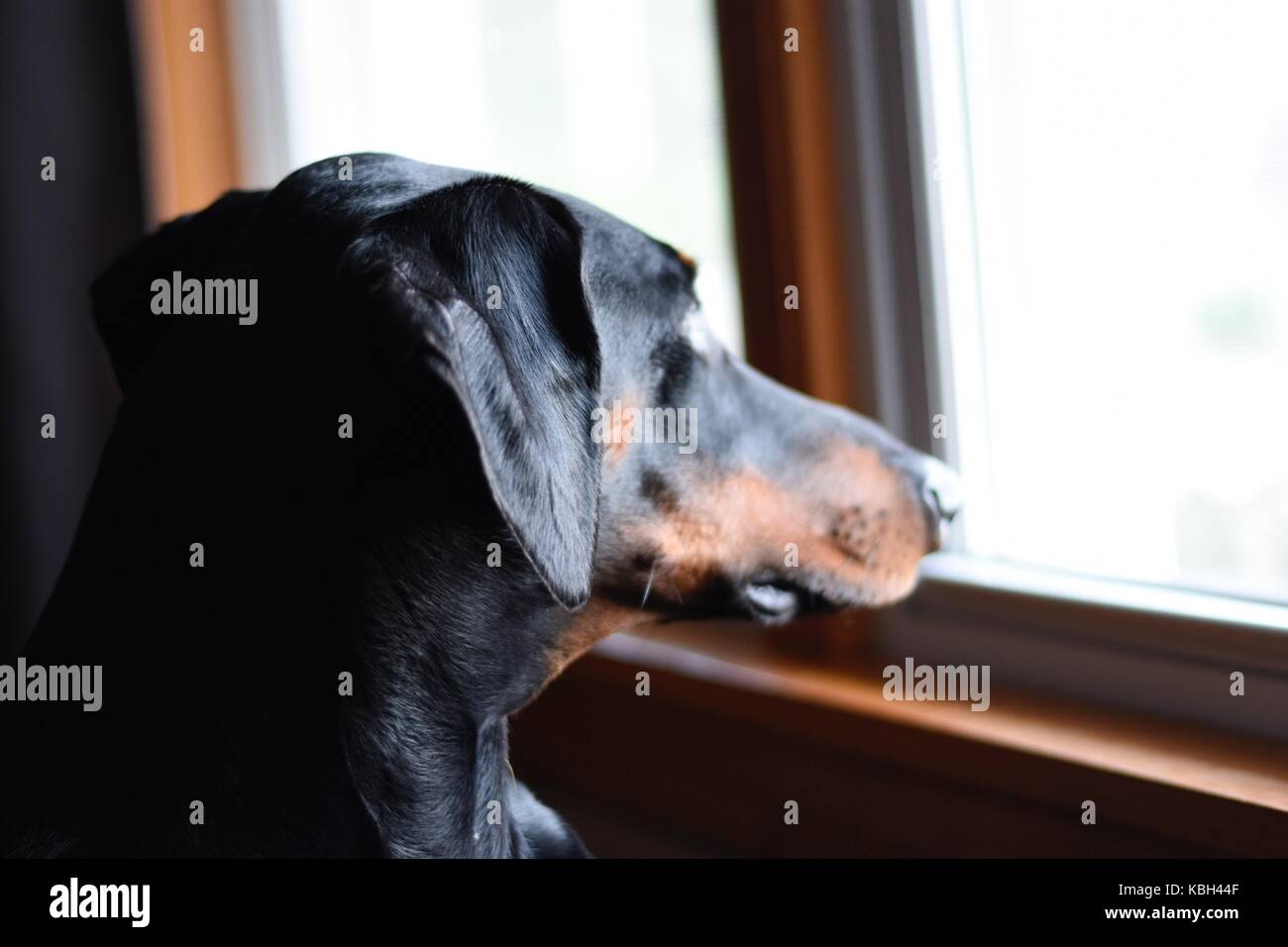 5 yr old Dobermann guardando fuori la mia finestra Foto Stock