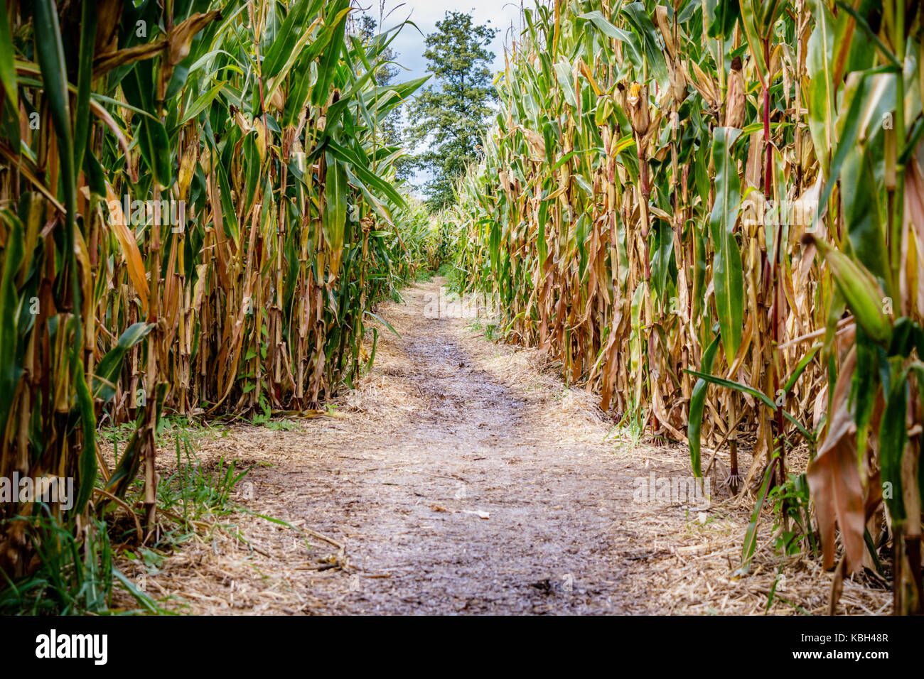 Un labirinto di mais o granturco labirinto è un labirinto tagliare al di fuori di un campo di mais. Il primo labirinto di mais è stata in annville, Pennsylvania. dedali di grano sono diventati popolari mete Foto Stock