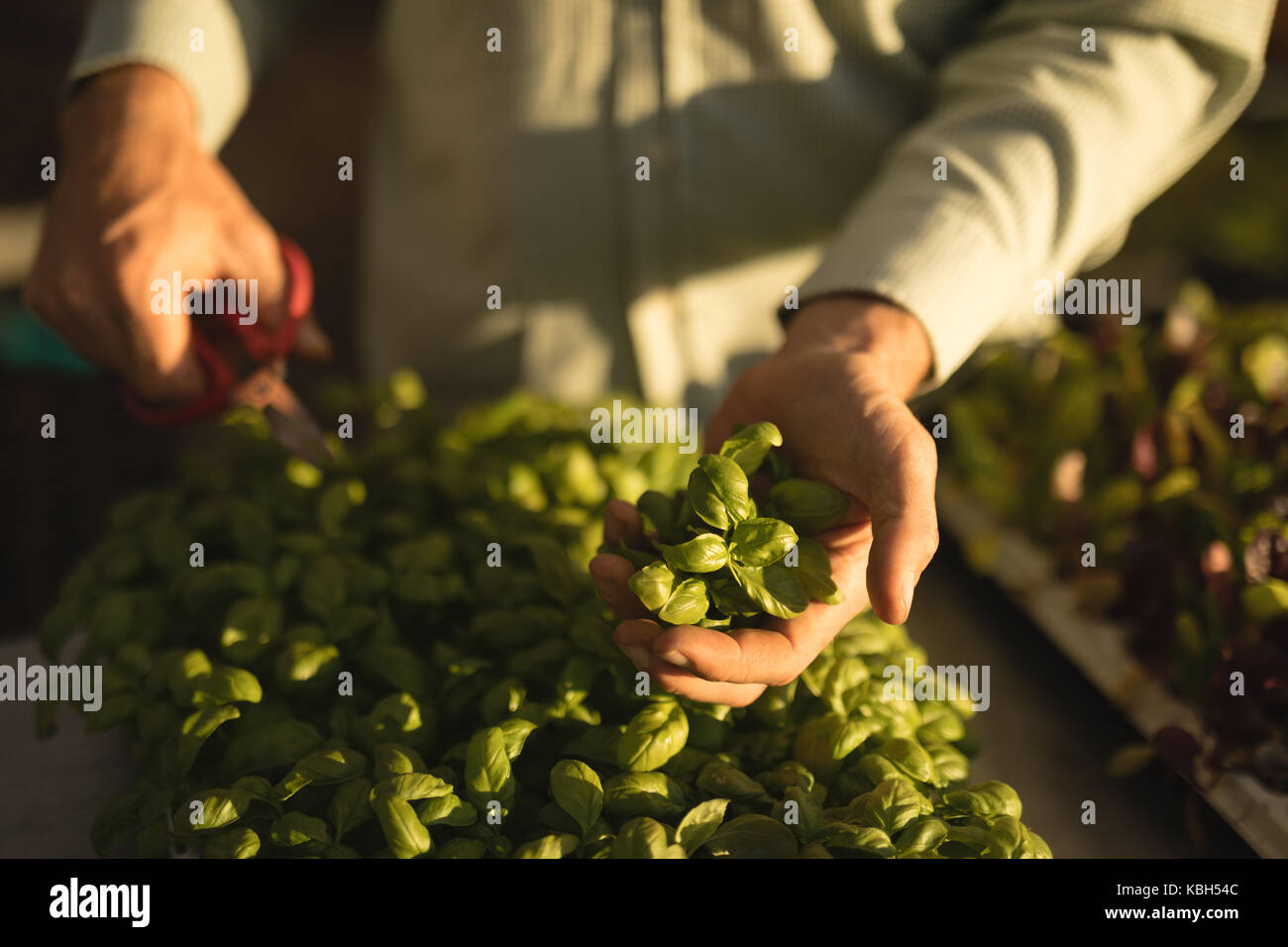 La sezione centrale del corniciaio la raccolta di colture in serra Foto Stock